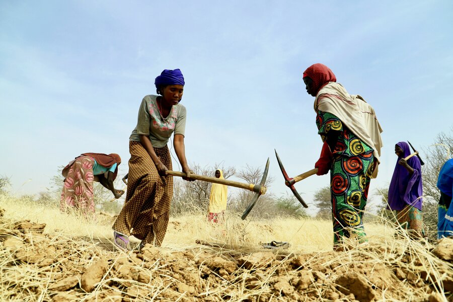 Women work on a WFP land rehabilitation project in Niger, which promotes reforestation and delivers products like fodder that participants can sell. Photo: WFP/Souleymane Ag Anara